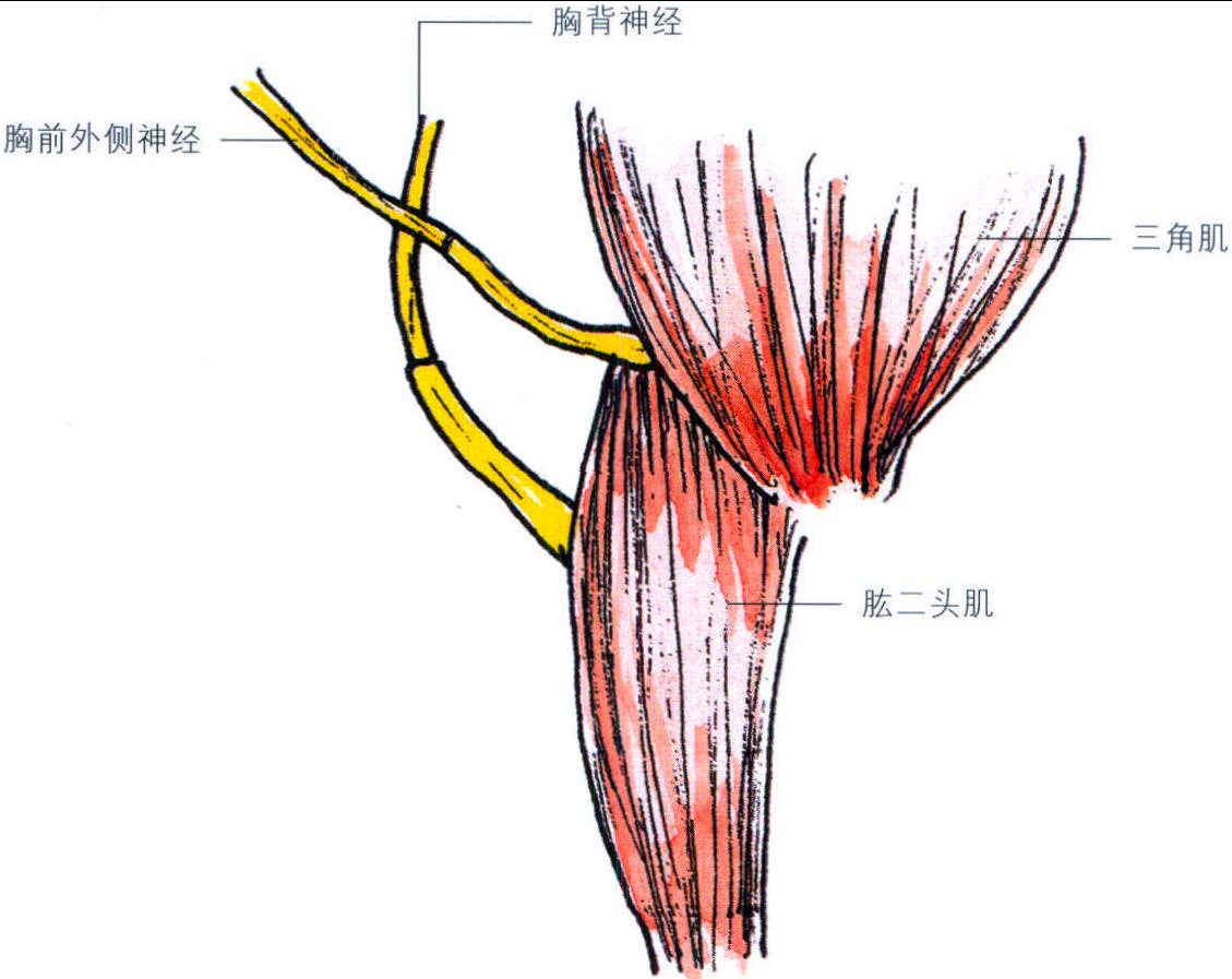 第八節(jié) 神經(jīng)轉(zhuǎn)位術(shù)